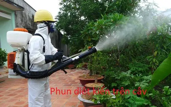 Phun diệt kiến trên diện rộng tại nhà tpHCM